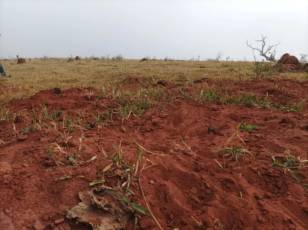 Fazenda, 61 hectares - Foto 12