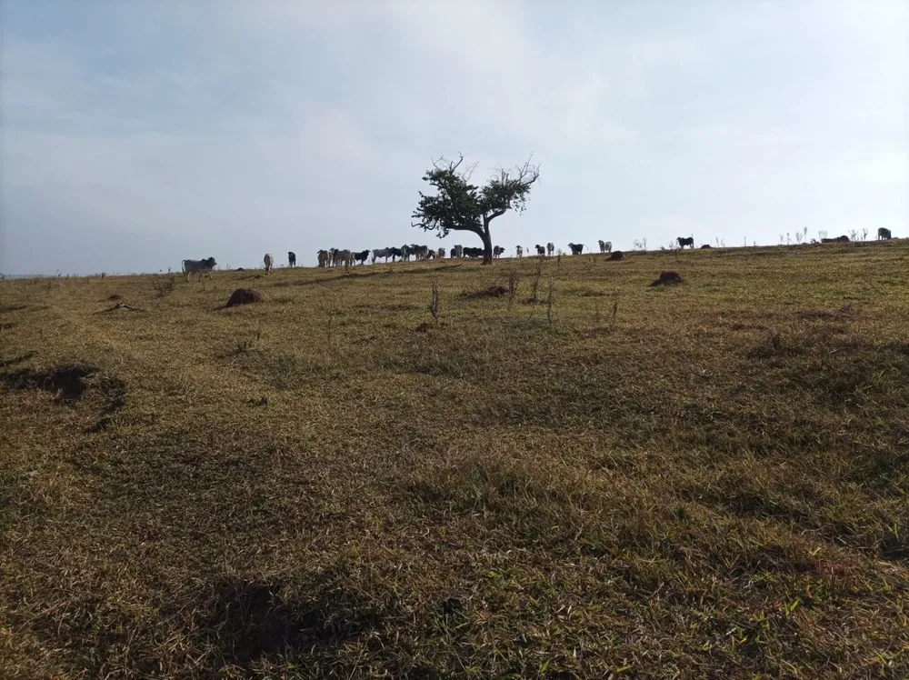 Fazenda, 61 hectares - Foto 11