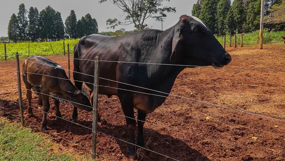 Fazenda, 4 hectares - Foto 12