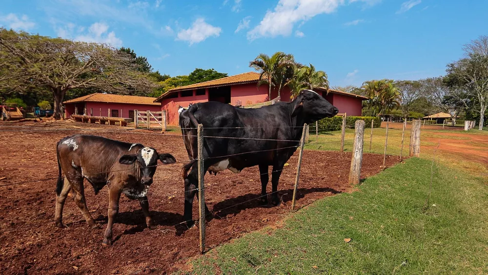 Fazenda, 4 hectares - Foto 5