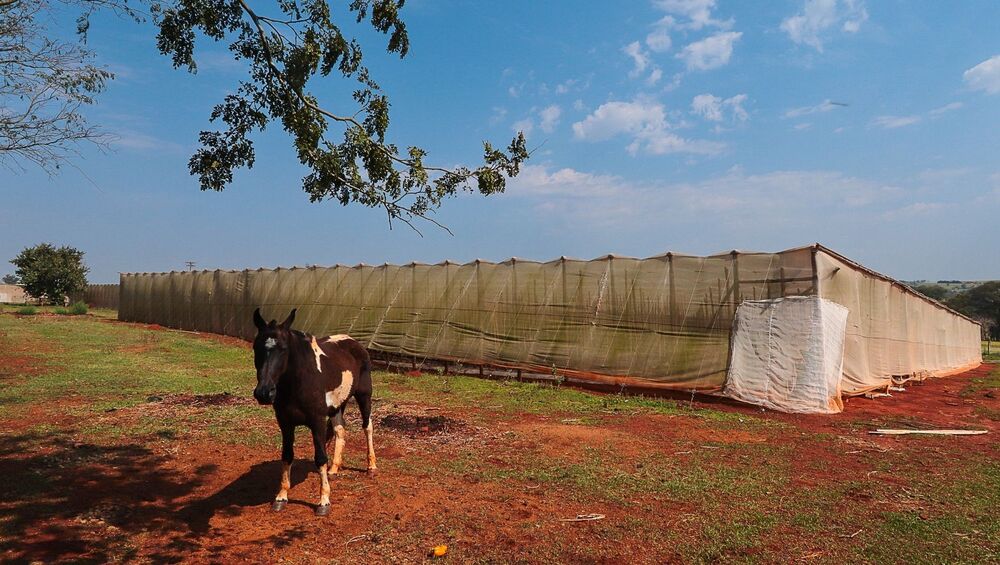 Fazenda à venda com 3 quartos, 36300m² - Foto 3