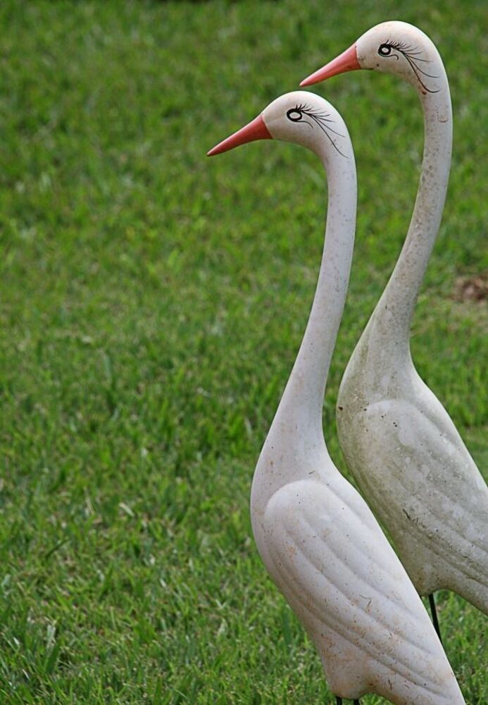 Chácara, 3 quartos, 10000 m² - Foto 3