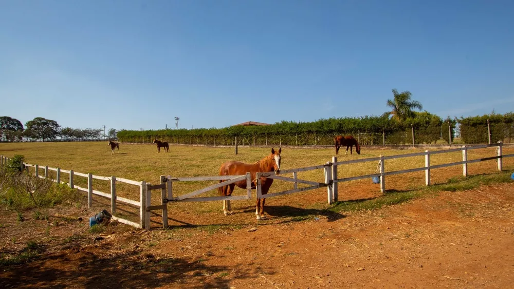 Fazenda, 48 hectares - Foto 3