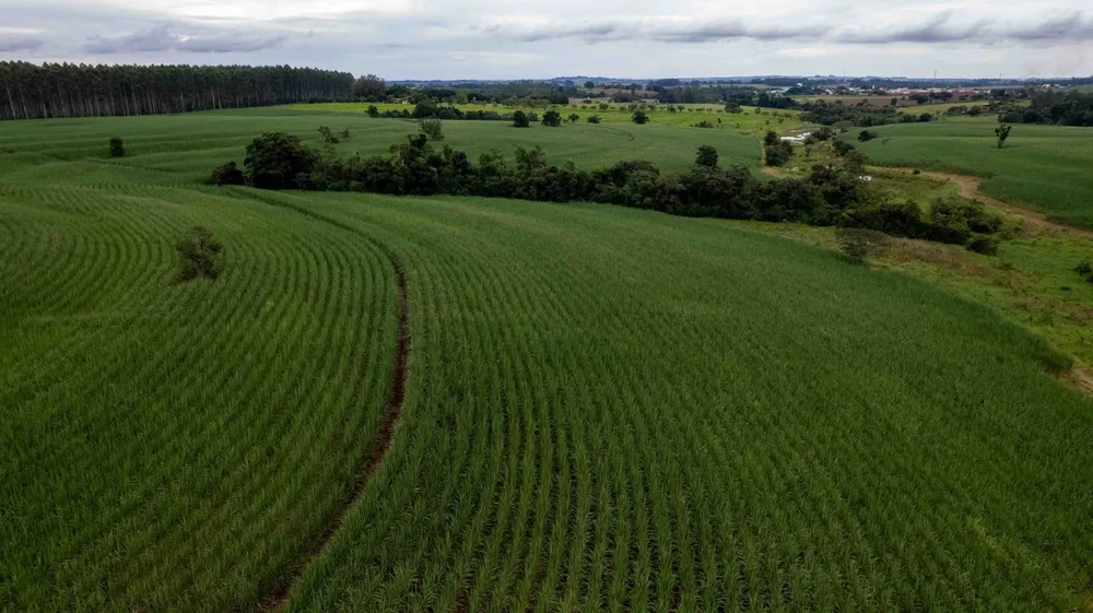 Fazenda, 194 hectares - Foto 7