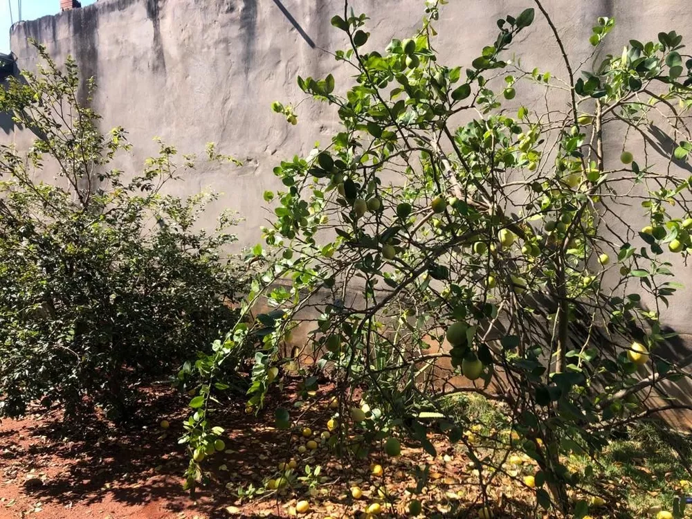 Chácara, 3 quartos, 700 m² - Foto 4