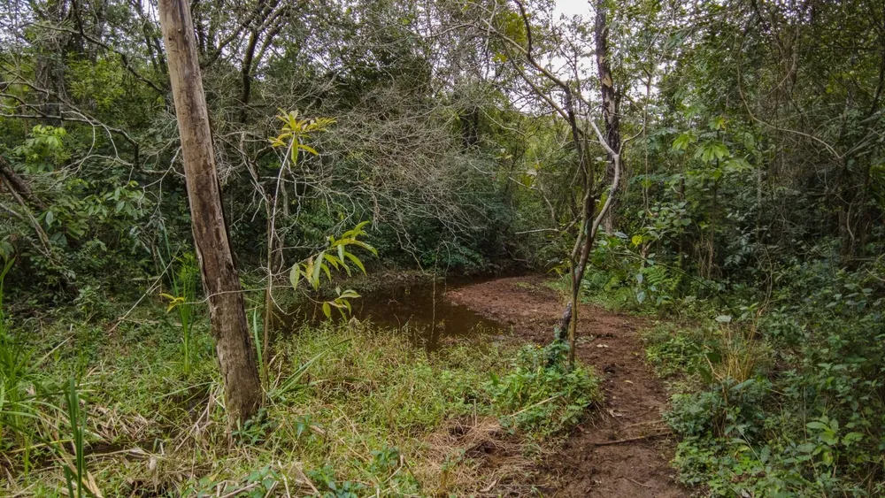 Fazenda, 9 hectares - Foto 14