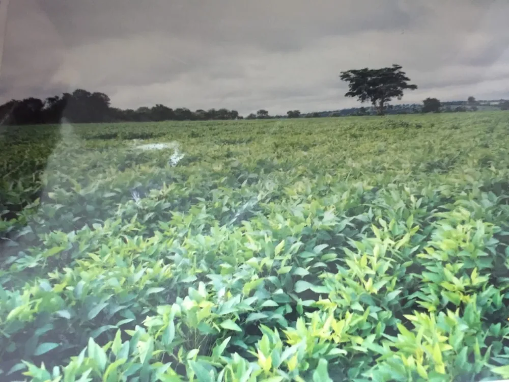 Fazenda, 232 hectares - Foto 3