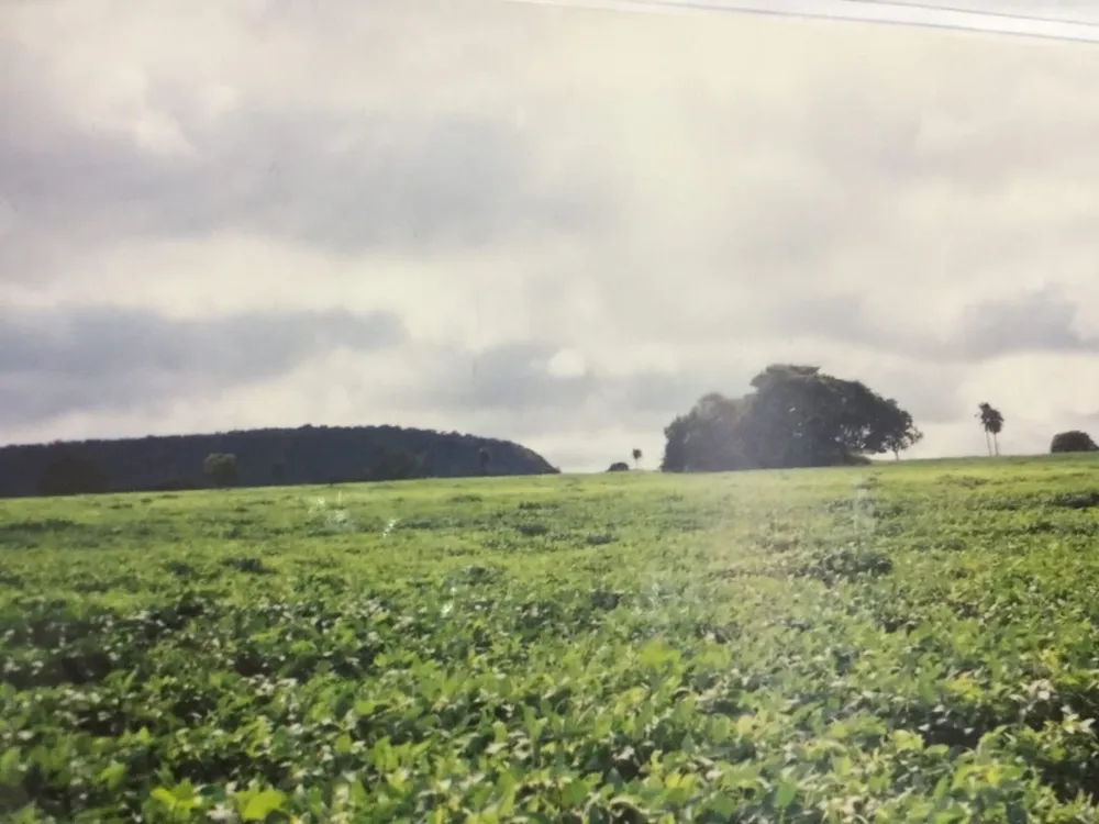 Fazenda, 232 hectares - Foto 12