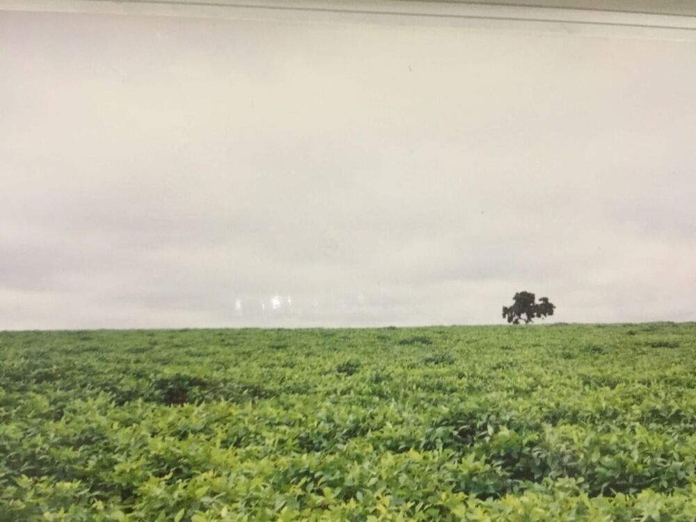 Fazenda-Sítio-Chácara, 232 hectares - Foto 4