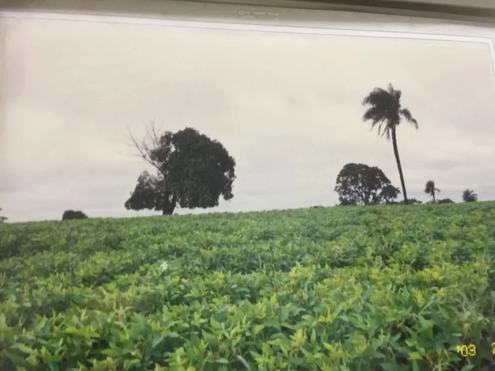 Fazenda, 232 hectares - Foto 6