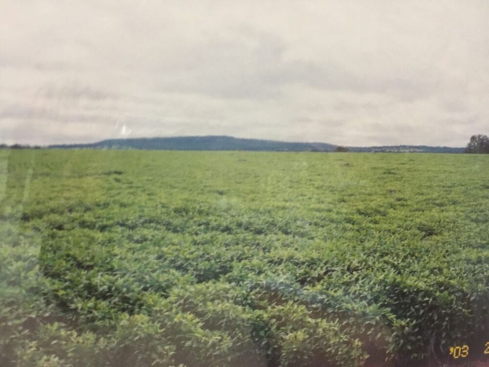 Fazenda-Sítio-Chácara, 232 hectares - Foto 3