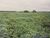 Fazenda, 232 hectares - Foto 2