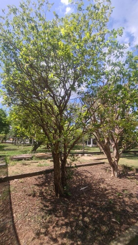 Chácara, 5 quartos, 7000 m² - Foto 14