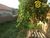 Terreno, 480 m² - Foto 5