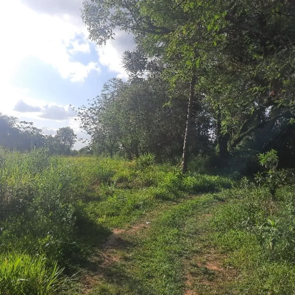 Terreno, 20 hectares - Foto 7