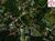 Terreno, 1 hectares - Foto 1