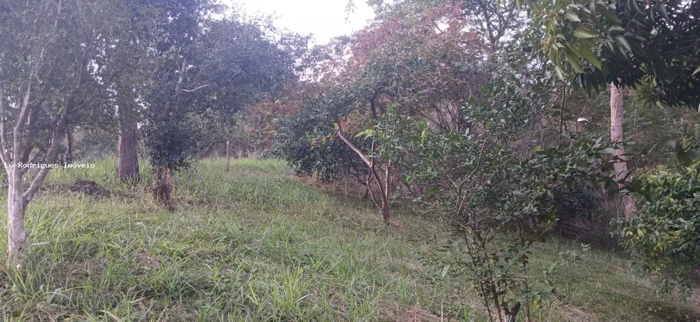 Chácara, 3 quartos, 2 hectares - Foto 23