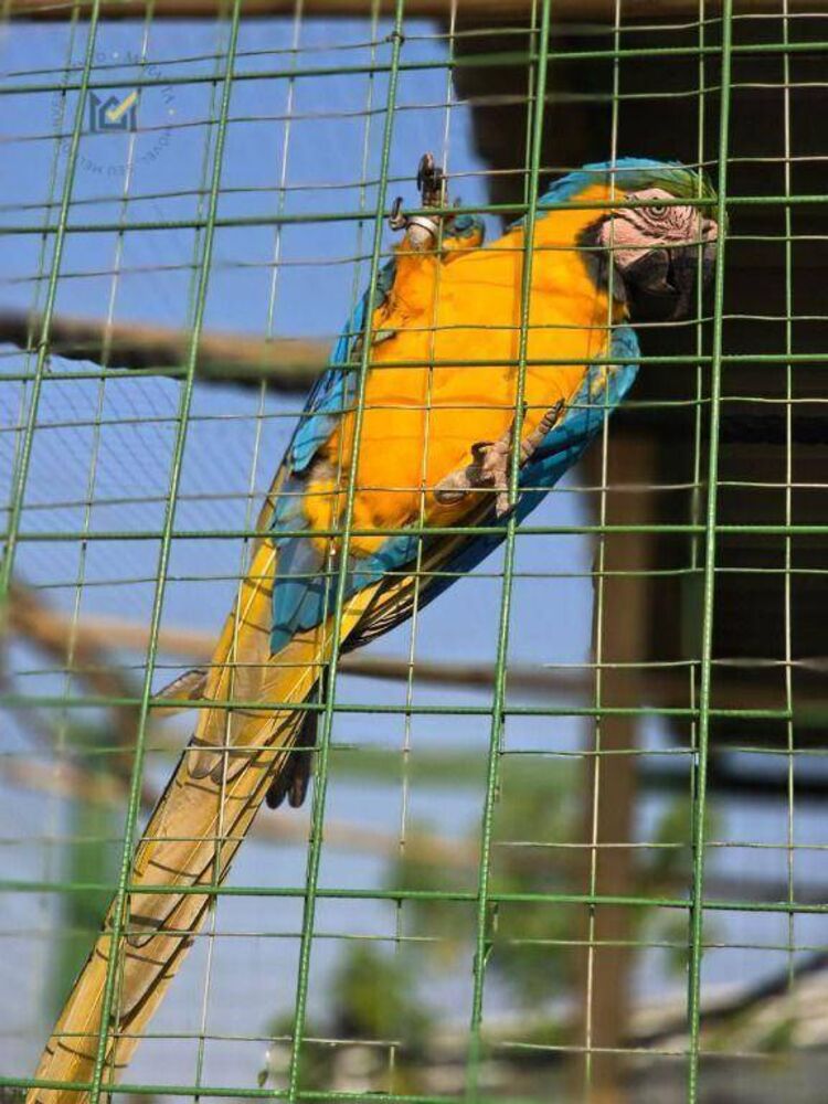 Sítio, 2 quartos, 2 hectares - Foto 7