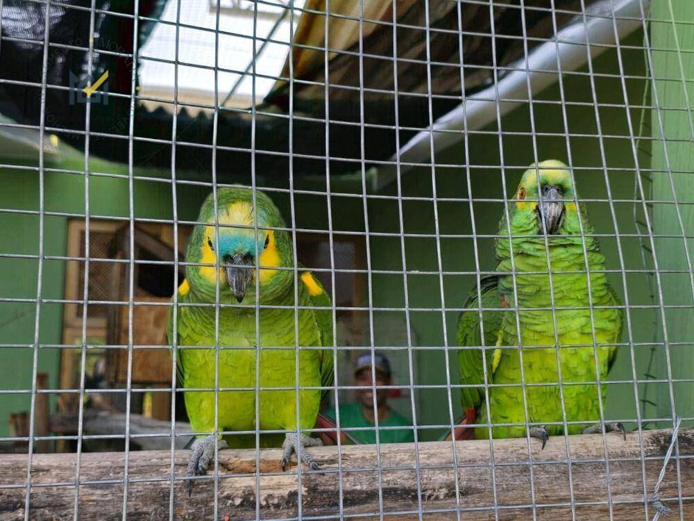 Sítio, 2 quartos, 2 hectares - Foto 6