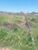 Terreno, 3 hectares - Foto 3