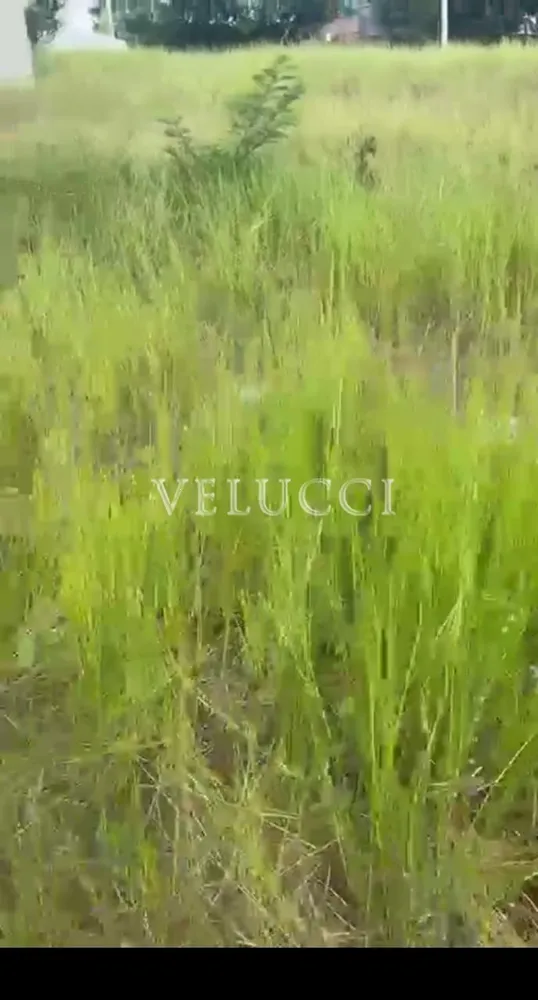 Terreno - Foto 4