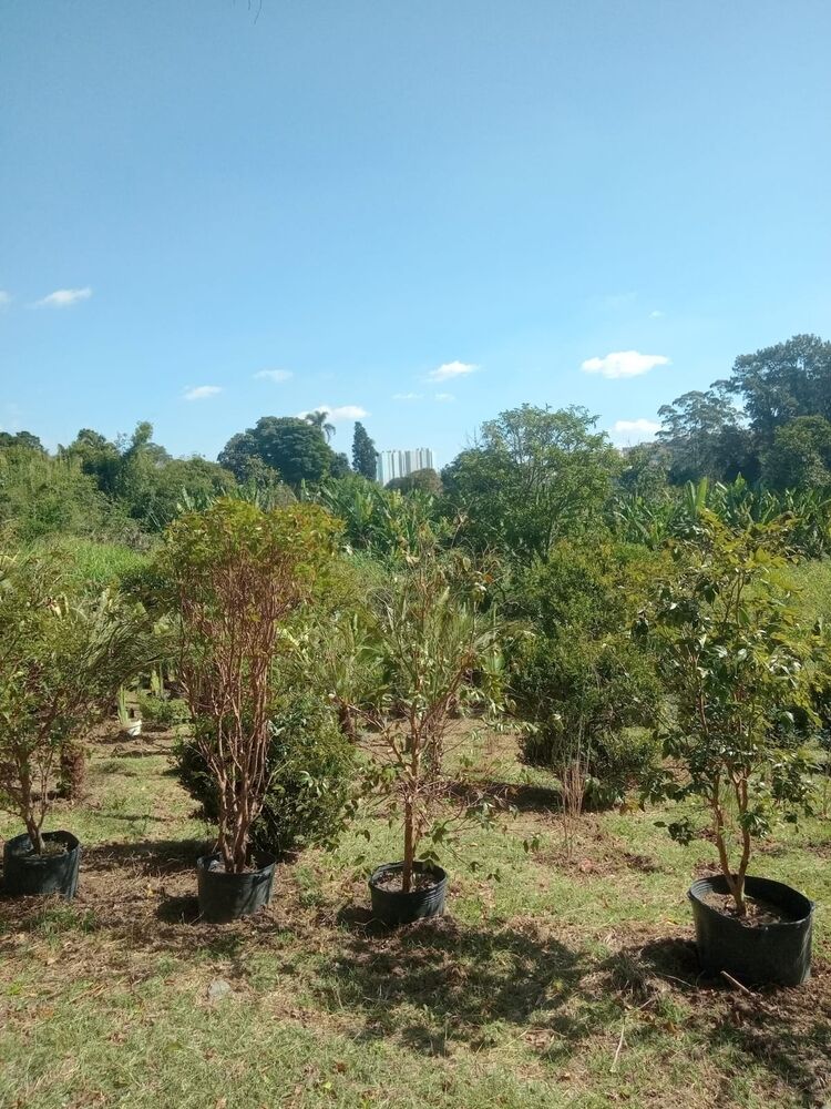 Terreno, 12500 m² - Foto 10
