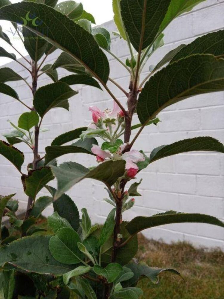 Chácara, 2 quartos, 2000 m² - Foto 5