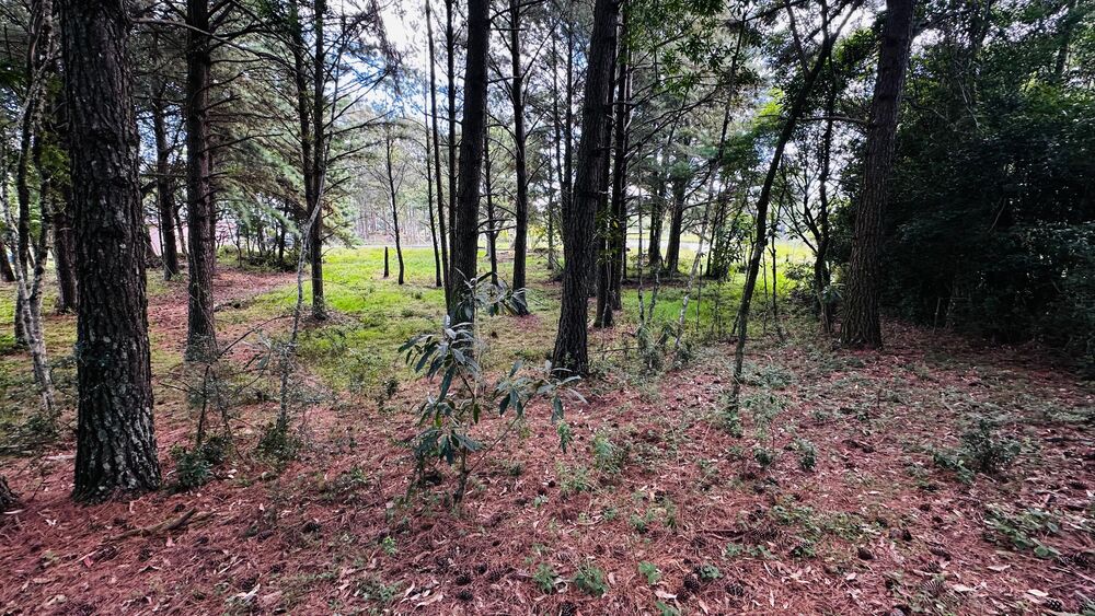 Terreno, 5000 m² - Foto 7