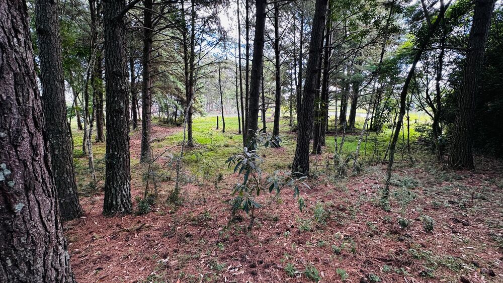 Terreno, 5000 m² - Foto 10