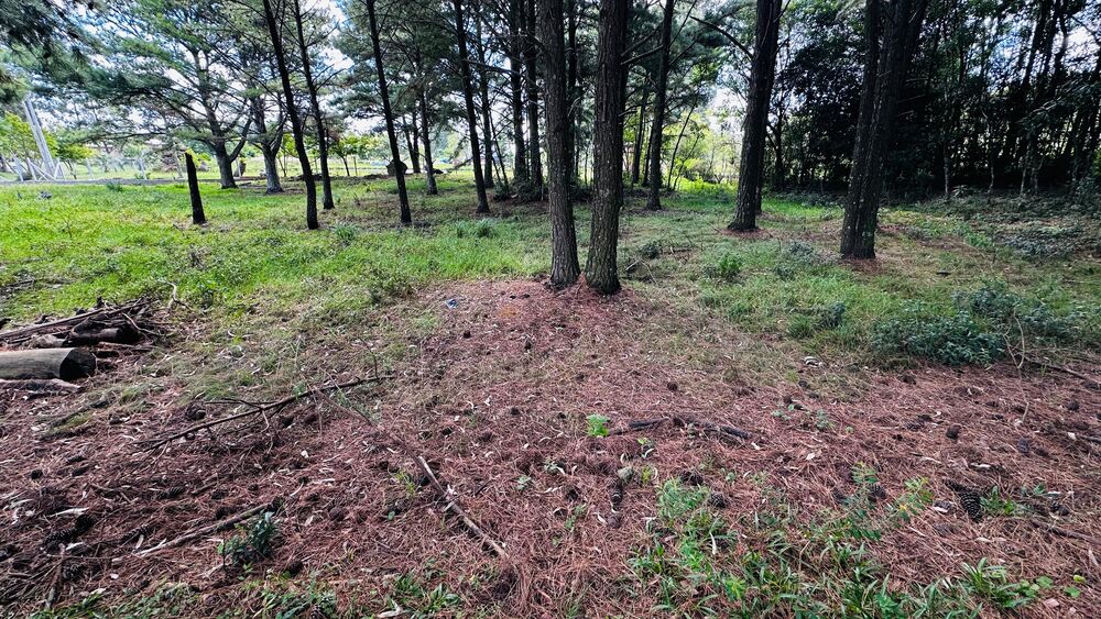 Terreno, 5000 m² - Foto 11