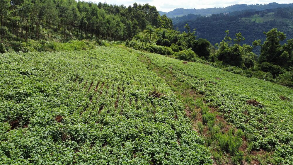 Terreno, 40000 m² - Foto 5