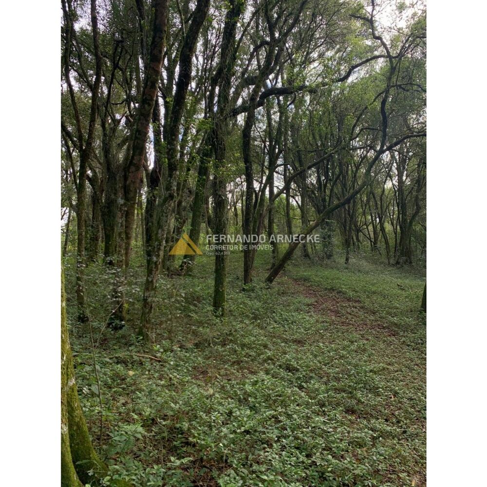 Sítio, 3 quartos, 7 hectares - Foto 15