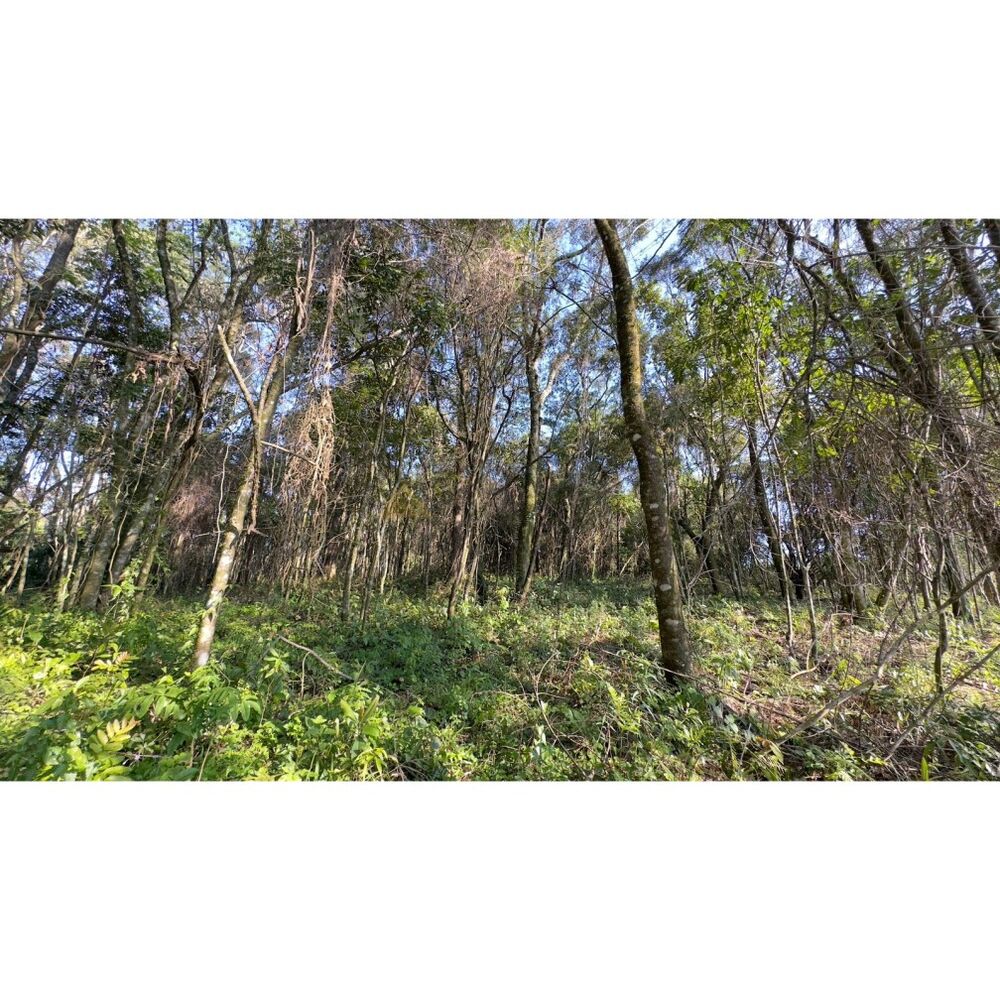 Sítio à venda, 16000m² - Foto 10
