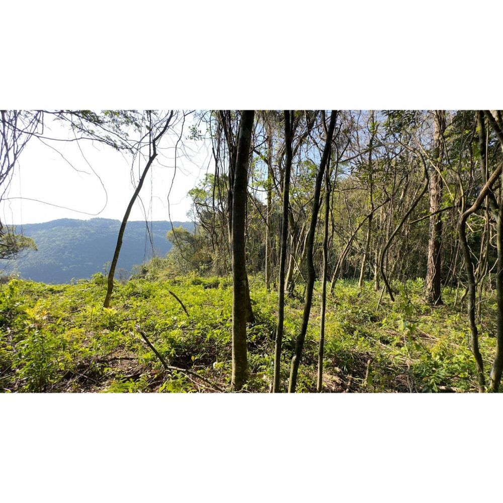 Sítio à venda, 16000m² - Foto 11