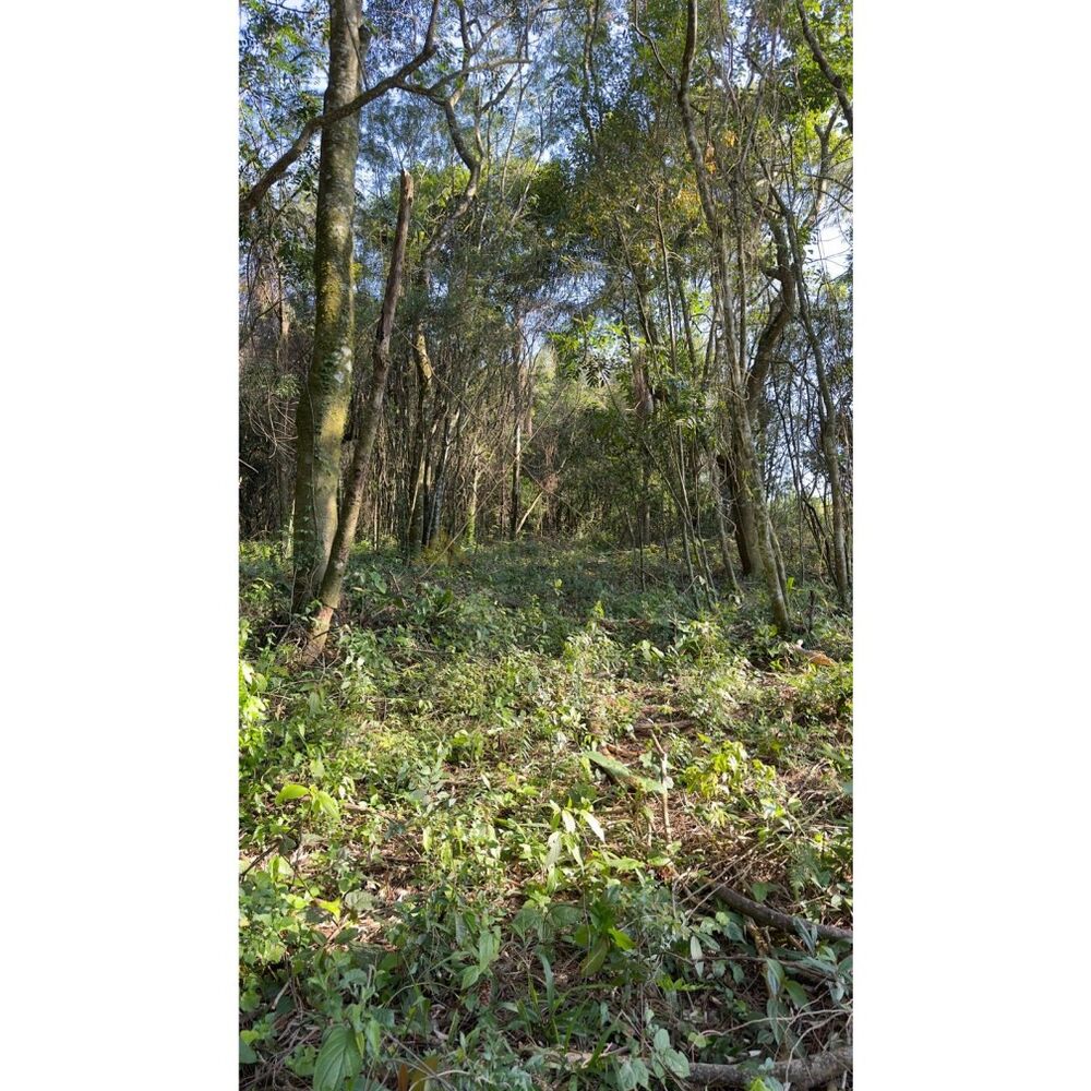 Sítio à venda, 16000m² - Foto 9