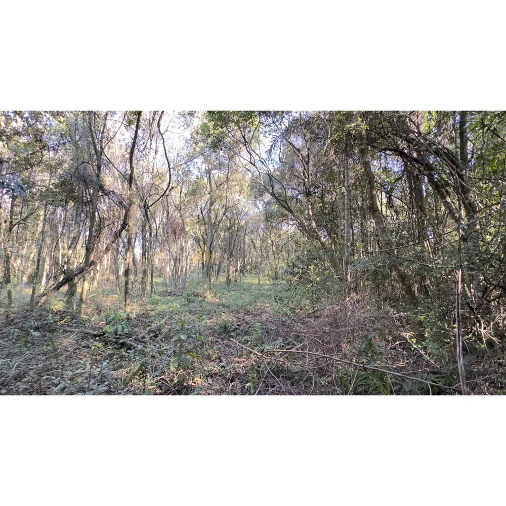 Sítio à venda, 16000m² - Foto 6
