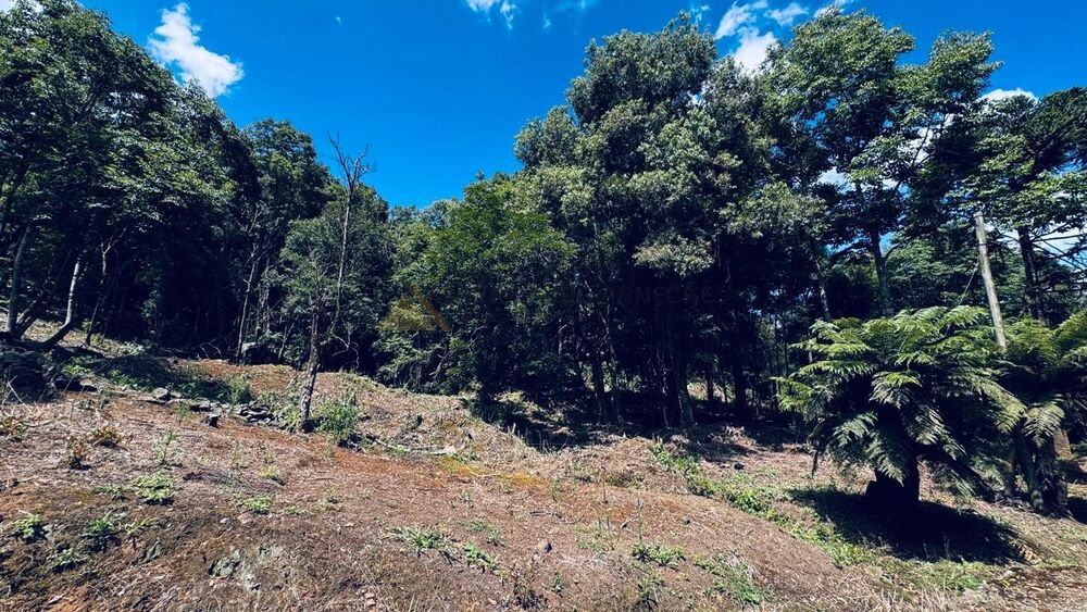 Sítio, 2 quartos, 58000 m² - Foto 10