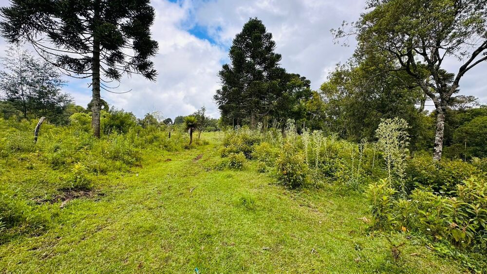 Terreno, 13811 m² - Foto 13