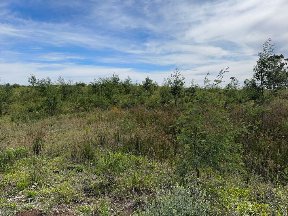 Terreno, 6 hectares - Foto 20