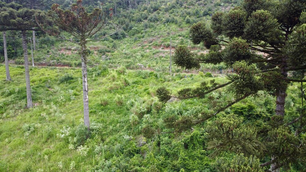 Terreno, 6 hectares - Foto 1
