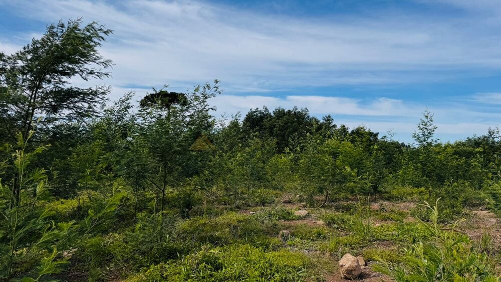 Terreno, 6 hectares - Foto 18