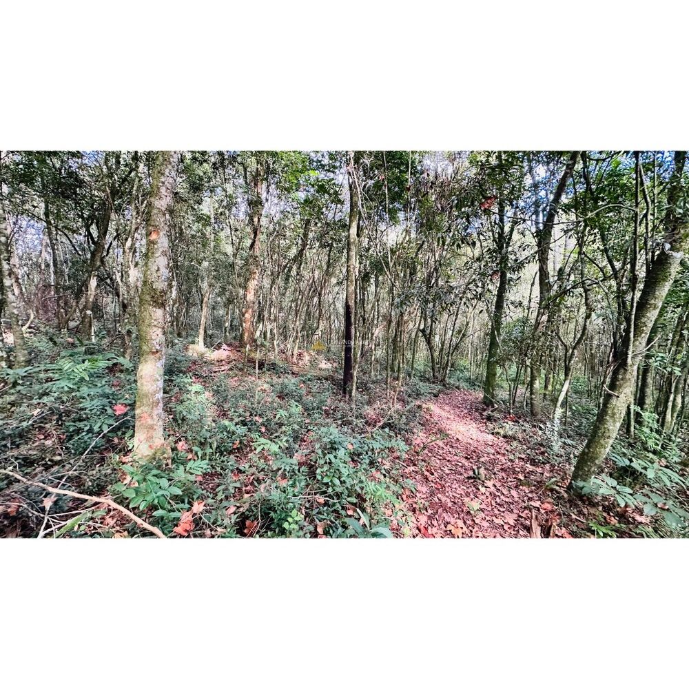 Sítio, 3 quartos, 1 hectares - Foto 14