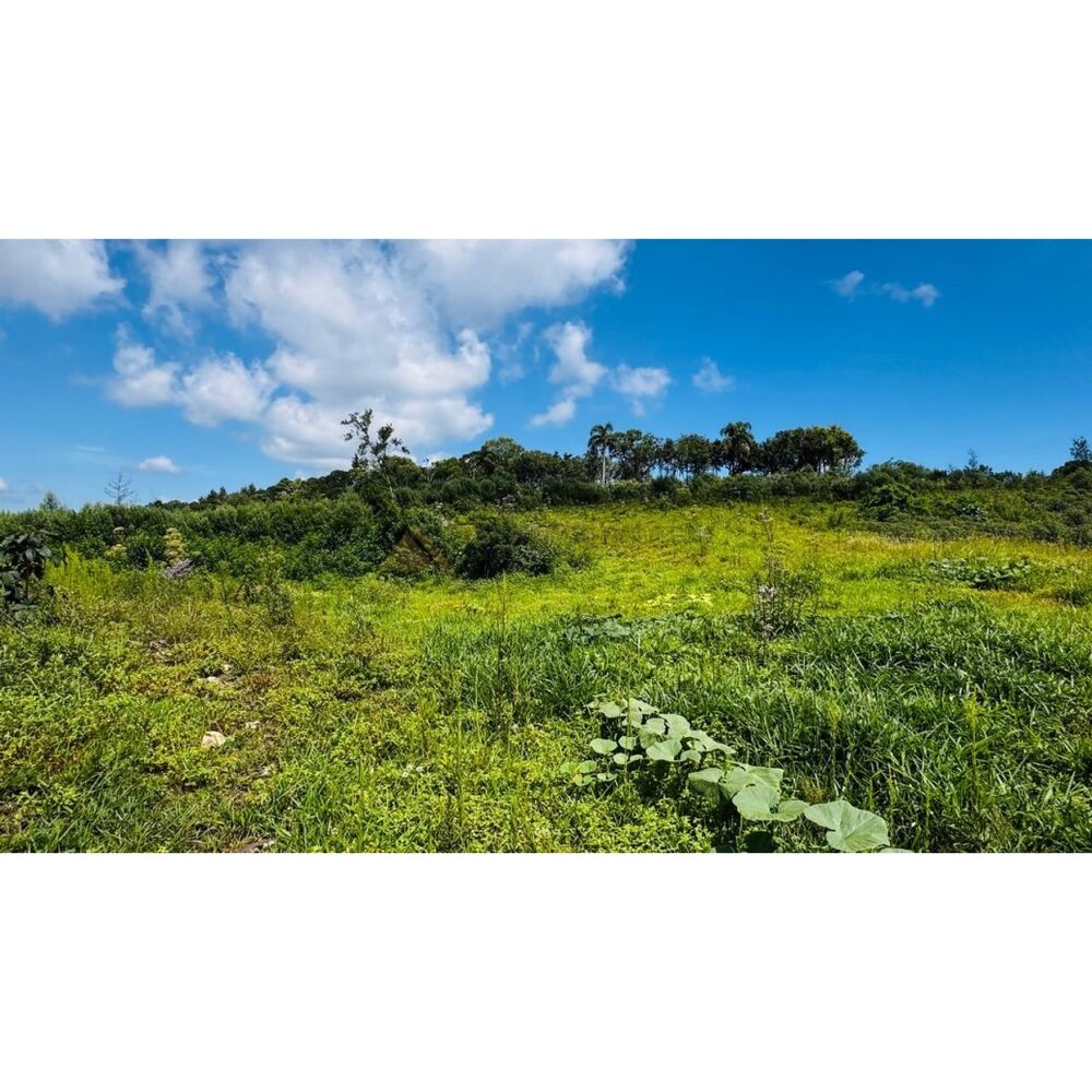 Sítio, 3 hectares - Foto 10