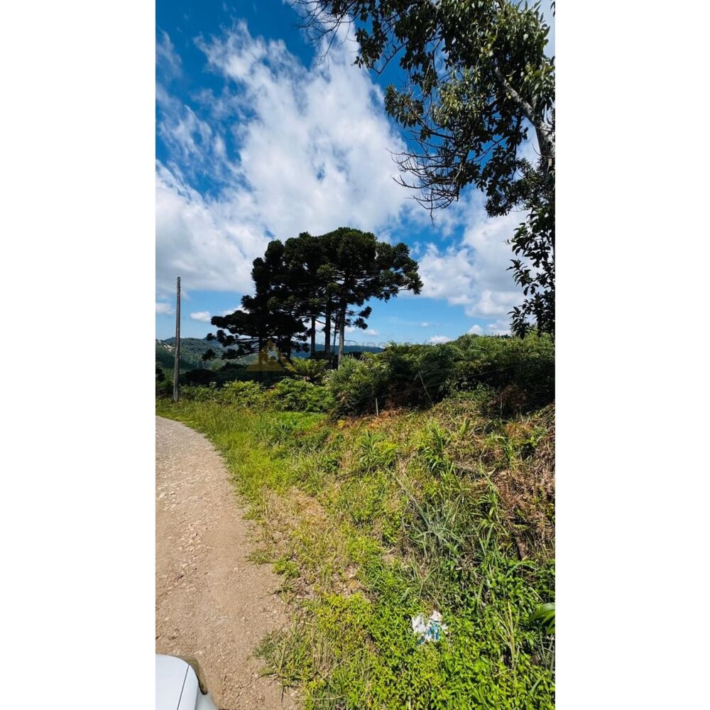 Sítio, 3 hectares - Foto 6