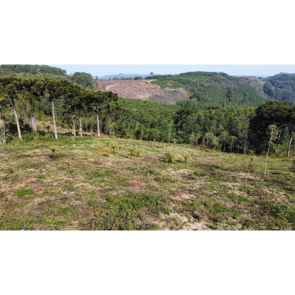 Sítio, 3 hectares - Foto 1