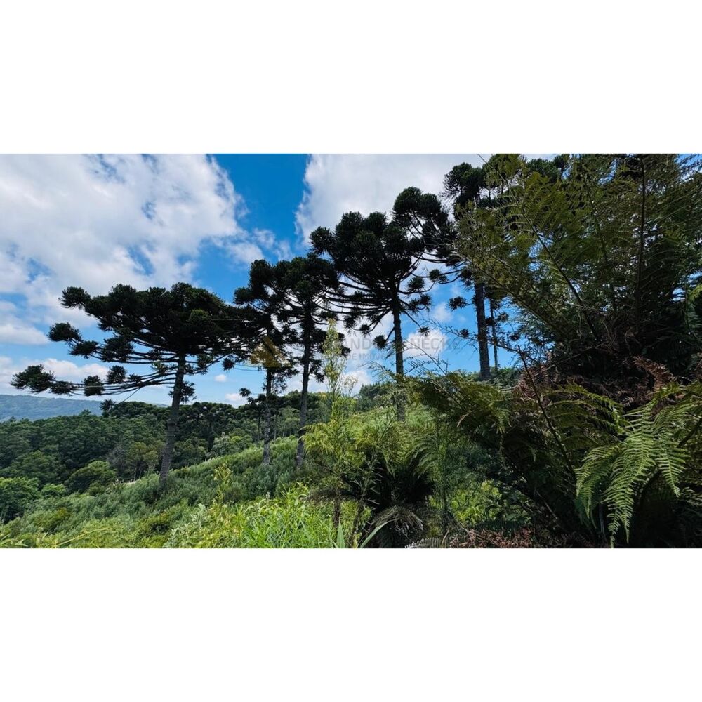 Sítio, 3 hectares - Foto 2