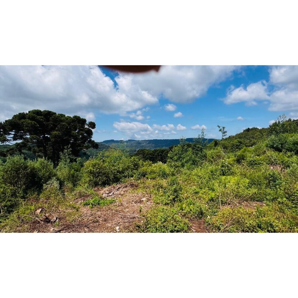 Sítio, 3 hectares - Foto 11