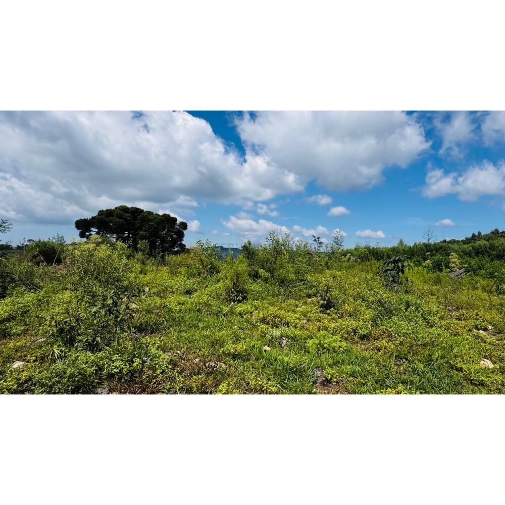 Sítio, 3 hectares - Foto 9