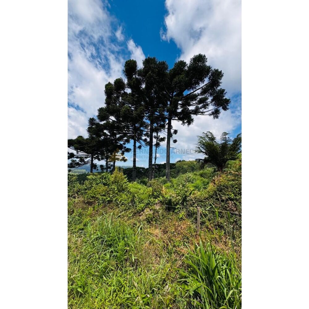 Sítio, 3 hectares - Foto 4