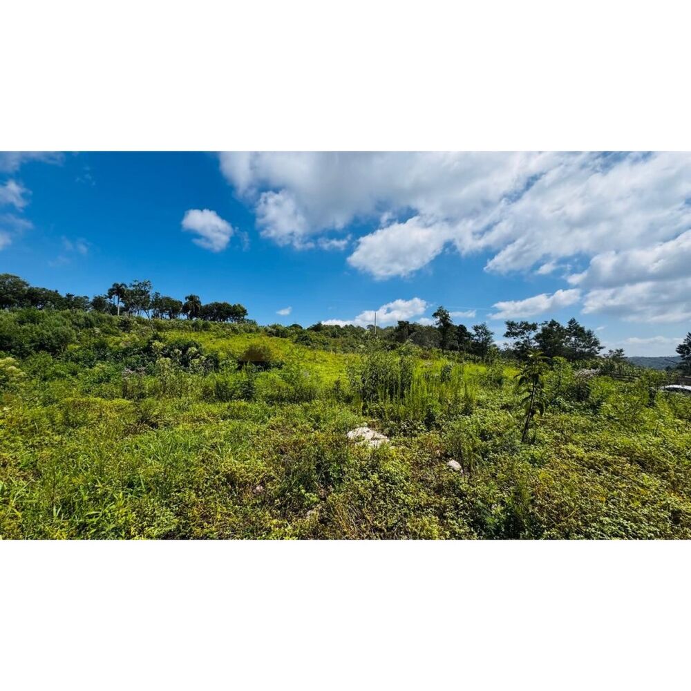 Sítio, 3 hectares - Foto 8